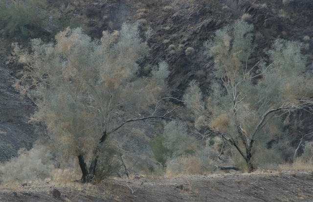 (Trees in California)
