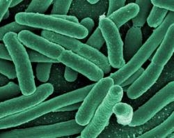 (Bacteria)